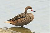 White-cheeked Pintailborder=